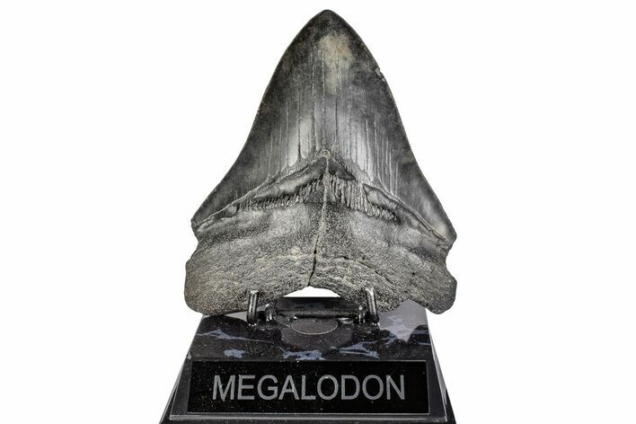 Fossil Megalodon Tooth - South Carolina #197862
